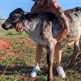 Igorpostilio4F from Altinopolis | Man | 24 years old | Sagittarius